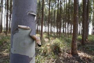 Por ano, para produzir energia com biomassa de eucalipto, são necessários de oito a nove mil hectares de floresta. (Foto: Campo Grande News/ Arquivo)
