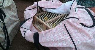 As aves estavam em gaiolas acondicionadas em bolsas de viagem. (Foto: Divulgação/Receita Federal)