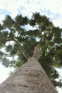 Moradores fazem campanha para "salvar" árvore em parque da Capital