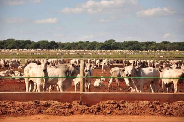 Rebanho bovino chega a 21,5 milh&otilde;es em MS, o 4&ordm; maior no Pa&iacute;s