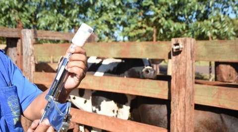 Prazo de vacinação contra aftosa na região do Planalto encerra hoje