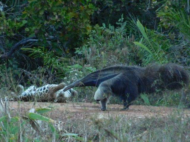 No Pantanal, on&ccedil;a &ldquo;xereta&rdquo; n&atilde;o aguenta &ldquo;briga&rdquo; com tamandu&aacute; bandeira