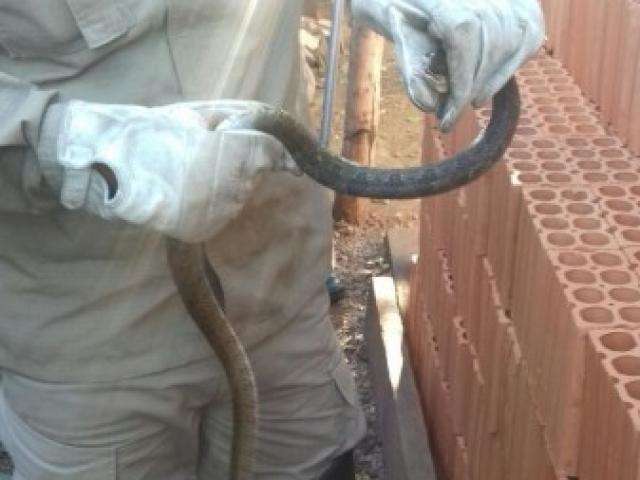Duas cobras s&atilde;o capturadas em resid&ecirc;ncias em menos de 24 horas