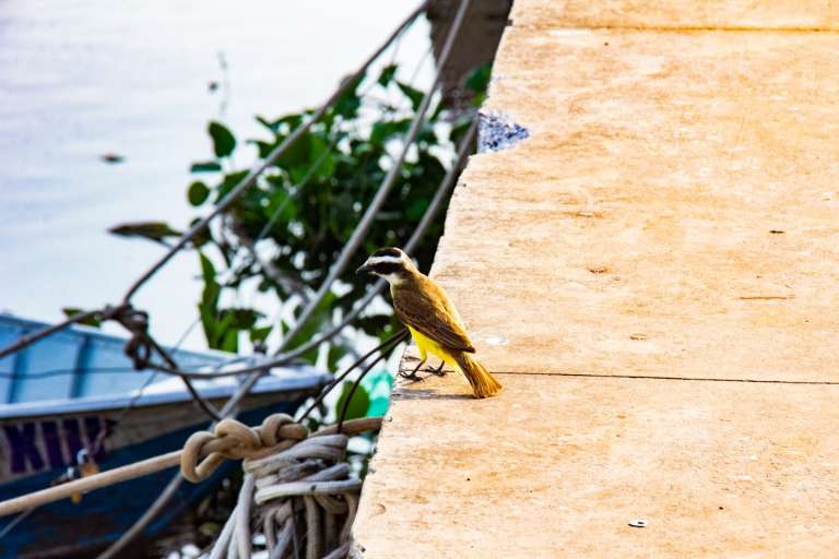 Pássaro no porto de Corumbá. (Foto: Kisie Ainoã)