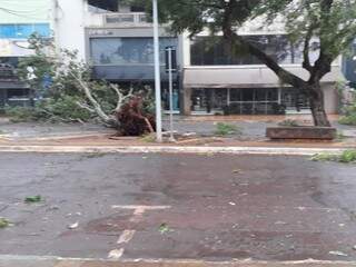 Árvore em canteiro central de Dourados, derrubada após vento forte. (Foto: Direto das Ruas).