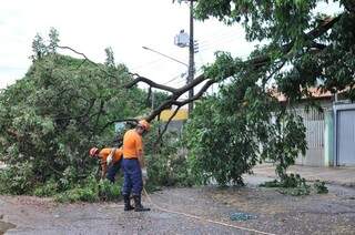 Árvore cai e atrapalha trânsito no bairro Amambaí.( foto: Alcides Neto).