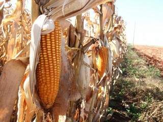Quando atinge estágio mais seco, milho deixa de ser afetado pela geada (Foto: Marcos Ermínio)