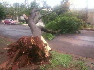 Árvore caiu na Rua Ciro Melo, região norte de Dourados (Foto: Direto das ruas)