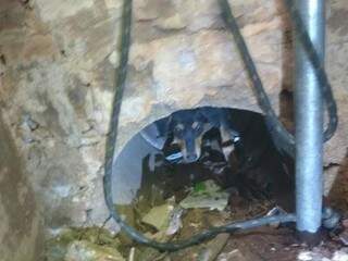 Cão caiu em bueiro aberto na Orla Ferroviária (Foto: Christiane Reis)
