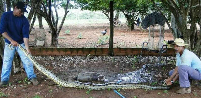  Trabalhador flagra sucuri momentos ap&oacute;s engolir leit&atilde;o de 20 kg
