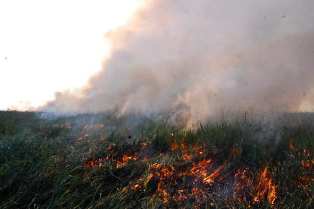  Inc&ecirc;ndio destr&oacute;i parte de pastagem de 500 hectares no Jardim Montevid&eacute;u 