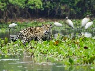 Uma fêmea avistada e clicada por Larissa no Pantanal. (Foto: Larissa Pantanal)