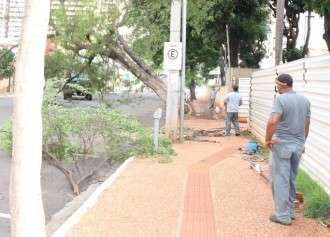 Mutirão da Semadur vai retirar árvores que oferecem risco ao trânsito