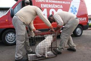 Homens do CCZ recolhem cão que assustou moradores na Vila Planalto. (Foto: Marcos Ermínio)