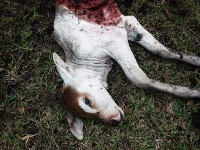 Com chuva, on&ccedil;as atacam gado e fazendeiros redobram cuidado 