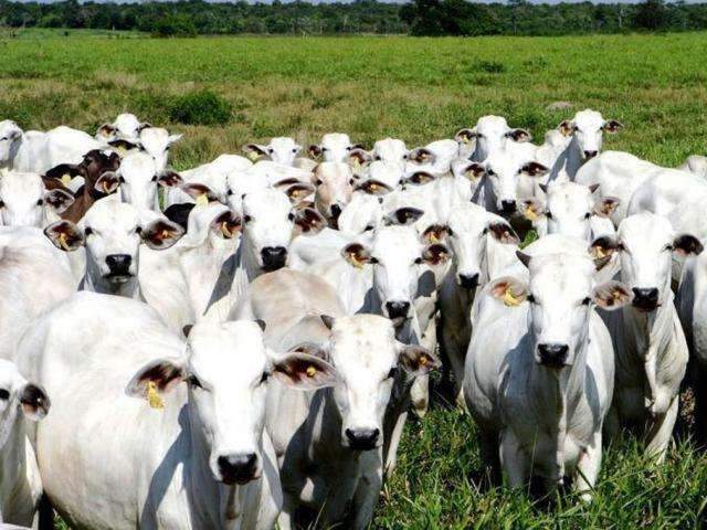 Sistema de notifica&ccedil;&atilde;o de doen&ccedil;as de animais come&ccedil;a nesta quarta