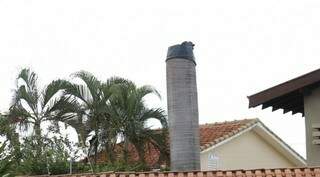 Tronco da palmeira, ninho protegido pelo morador da Vila Sobrinho (Foto: Direto das Ruas)