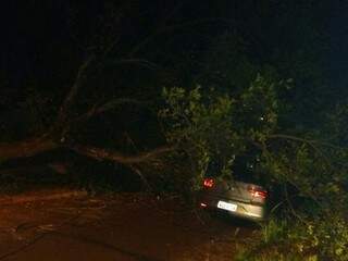 A árvore caiu sobre um veículo que estava estacionado na rua. (Foto: Direto das Ruas) 