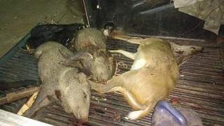 Animais abatidos por caçadores (Foto: PMA/Divulgação)