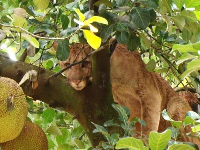 Tranquilizantes falham e resgate de on&ccedil;a-parda em &aacute;rvore passa de 17 horas 