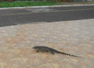 Lagarto passeia  em rua de Campo Grande. (Foto: Anderson Jara Otaño) 