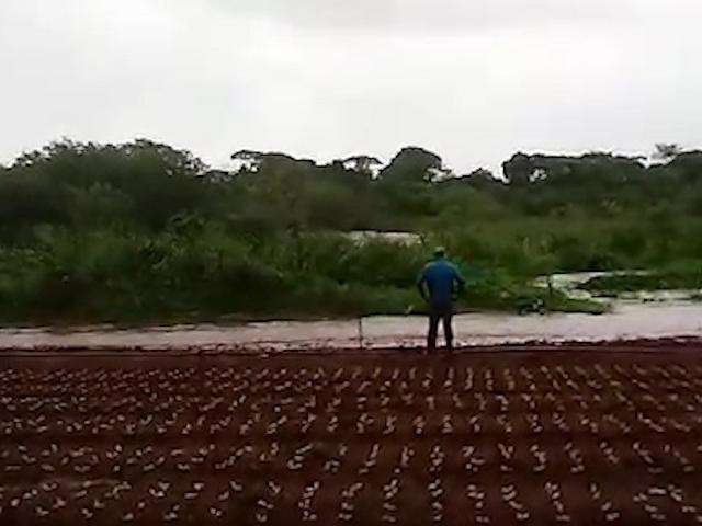 Imagens mostram &ldquo;ilha&rdquo; de vegeta&ccedil;&atilde;o carregada por enchente