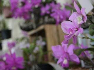 Orquídea lilás pode se tornar flor símbolo de MS (Foto: Arquivo)