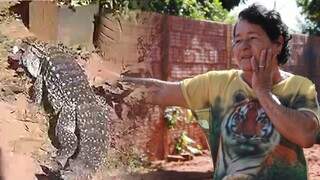 A tristeza de Nair e o sumi&ccedil;o do lagarto que h&aacute; 2 anos aparecia para almo&ccedil;ar