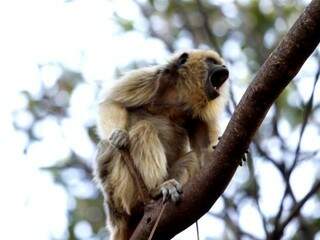 No alto da árvore, macaco se espreguiça e a cena vale o registro. (Foto: Cleber Gellio)
