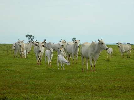 Embrapa recomenda reposição de 30% das vacas reprodutoras por ano em MS