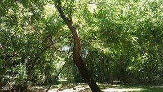 Árvore histórica onde foram enterrados os corpos de Solano e o filho Pancito. 