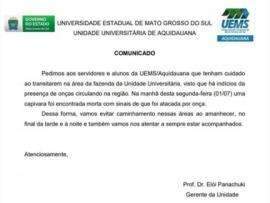 Campus alerta alunos ap&oacute;s apari&ccedil;&atilde;o de on&ccedil;a em Universidade