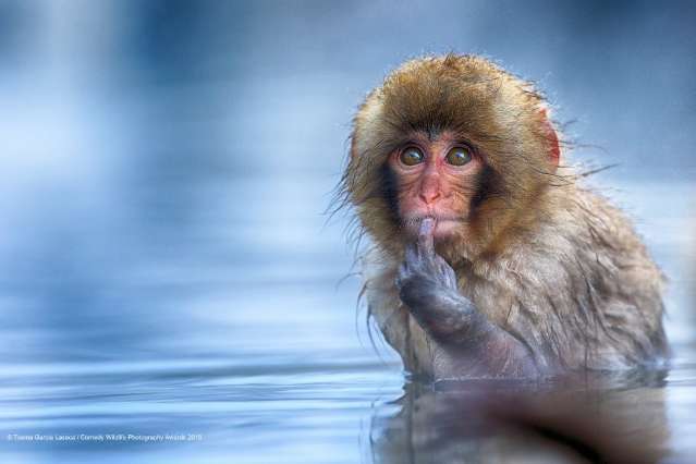 Comédia dos animais: prêmio para foto divertida