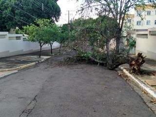 Árvore que caiu no meio da Rua Goiás, durante a noite. (Foto: marcos Ermínio)