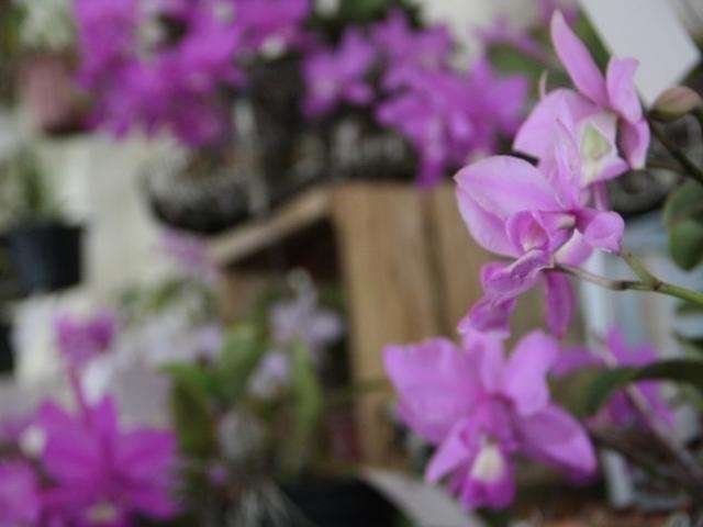 Orqu&iacute;dea t&iacute;pica do cerrado &eacute; escolhida flor s&iacute;mbolo de MS