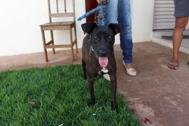 ONG confirma maus-tratos a cachorro, e dona ganha prazo para mudan&ccedil;as