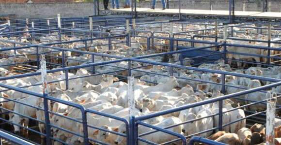 Corumb&aacute; perde posto de maior rebanho do Pa&iacute;s para munic&iacute;pio do PA