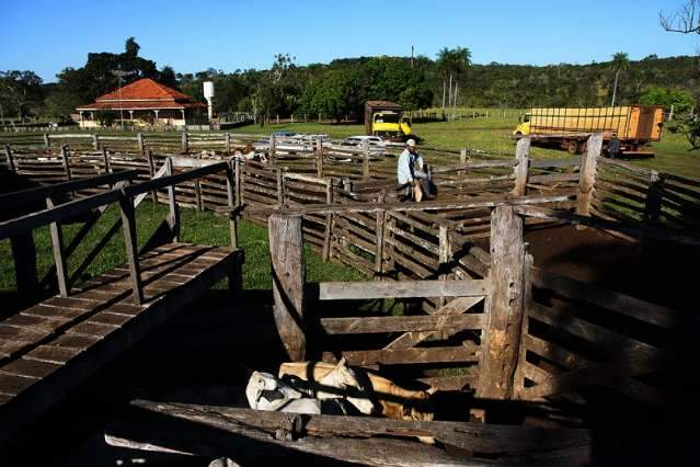 Fazendeiros retiram gado &agrave;s pressas da regi&atilde;o de conflito