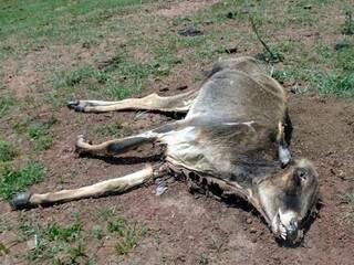 Alguns animais foram encontrados mortos por desnutrição (Foto: Divulgação)