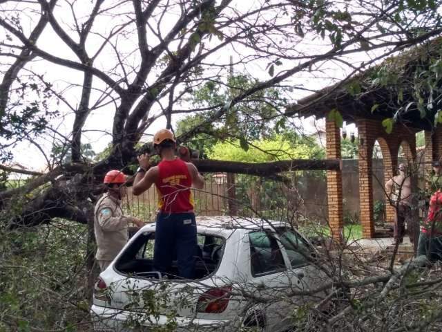 &Aacute;rvore de 20 metros cai, atinge carro, fia&ccedil;&atilde;o e deixa moradores sem energia