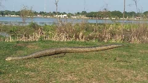 Cobra de três metros é encontrada morta e chama a atenção em lagoa