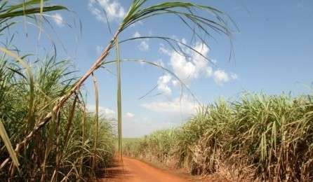 Embrapa orienta produtores a evitar cultivo da cana-de-açúcar no inverno
