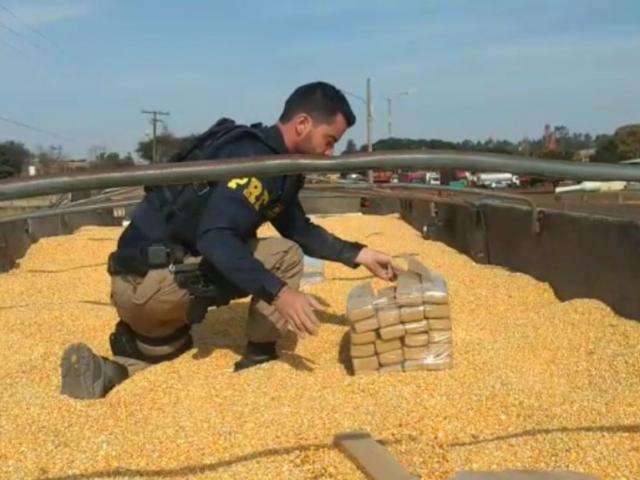 Carga de maconha apreendida em meio a milho totaliza quatro toneladas
