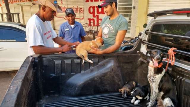 Imuniza&ccedil;&atilde;o contra raiva recome&ccedil;a nesta ter&ccedil;a-feira e deve atingir 26 mil animais