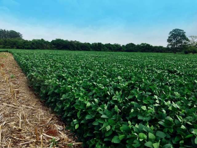 MS concorre com 16 estados a pr&ecirc;mio de maior produtor de soja 