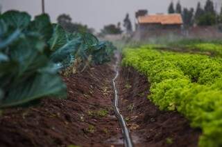 Sistema de irrigação de horta no jardim Noroeste, em Campo Grande. (Foto: Fernando Antunes)