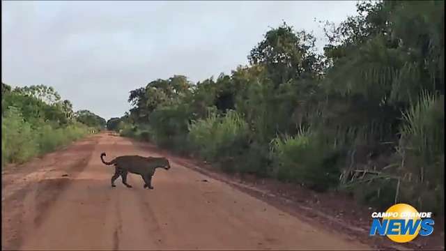 Turistas d&atilde;o de cara com on&ccedil;a pintada na Estrada Parque Pantanal
