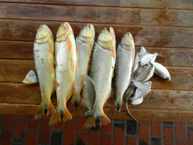  Com c&acirc;meras 24h, porto de Corumb&aacute; teve 12 pescadores presos em janeiro