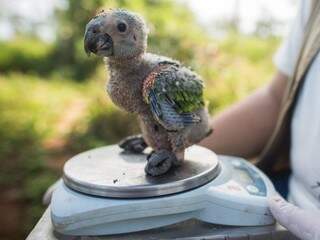Filho de papagaio-verdadeiro apreendido durante fiscalização. Tráfico aumenta nesse período do ano. (Foto: Glácia Seixas)