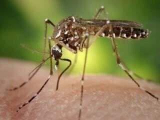 Mosquito transmite os vírus por meio da picada (Foto: Sanofi Pasteur/Divulgação)